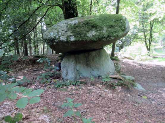 Steinpilz von der anderen Seite.